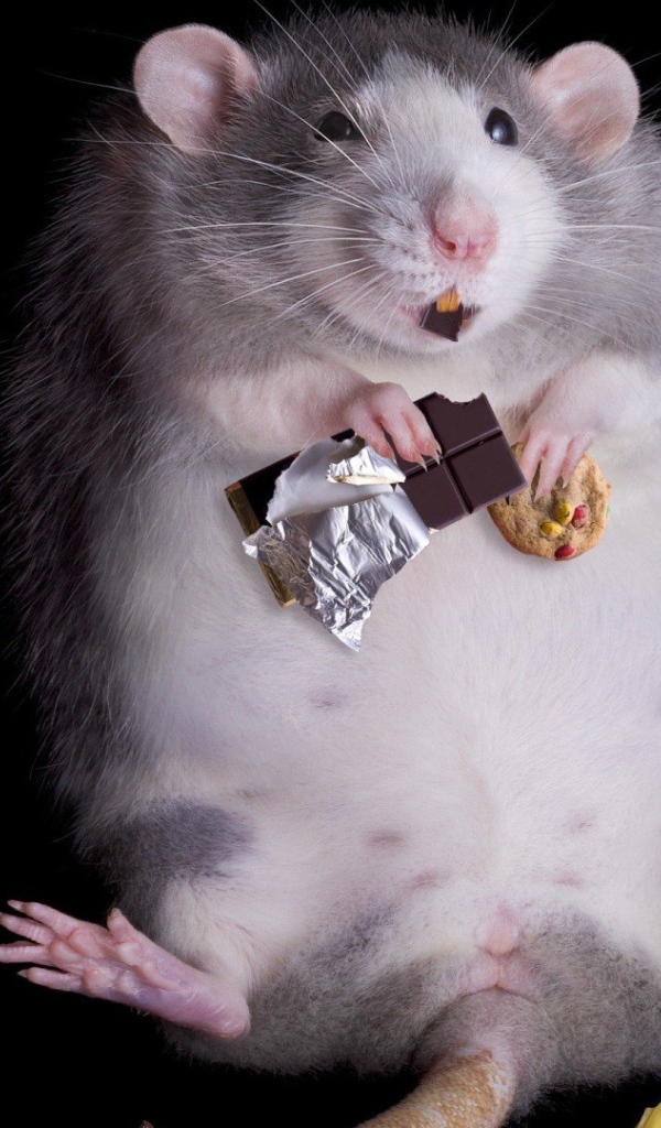 Крыса переела сладостей
