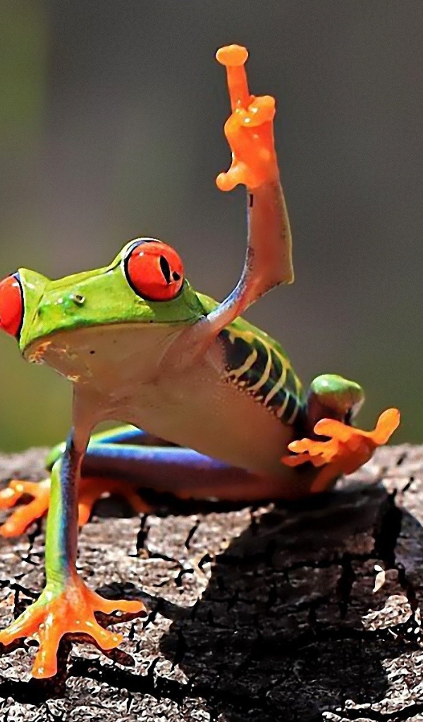 Красноглазая лягушка на коре дерева