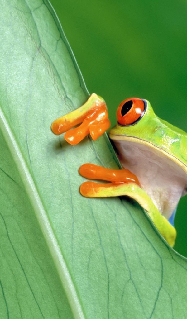 Красноглазая лягушка за зеленым листом