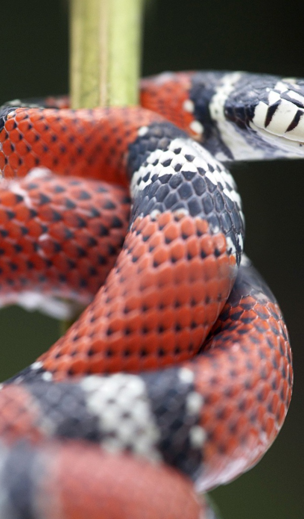 Красно черная змея