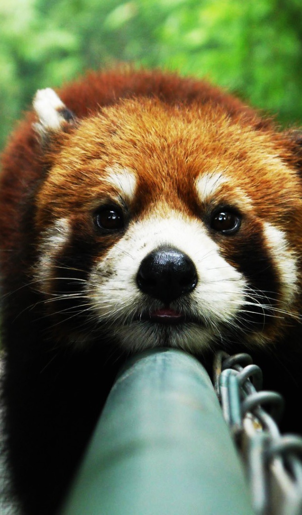 Красная панда на заборе