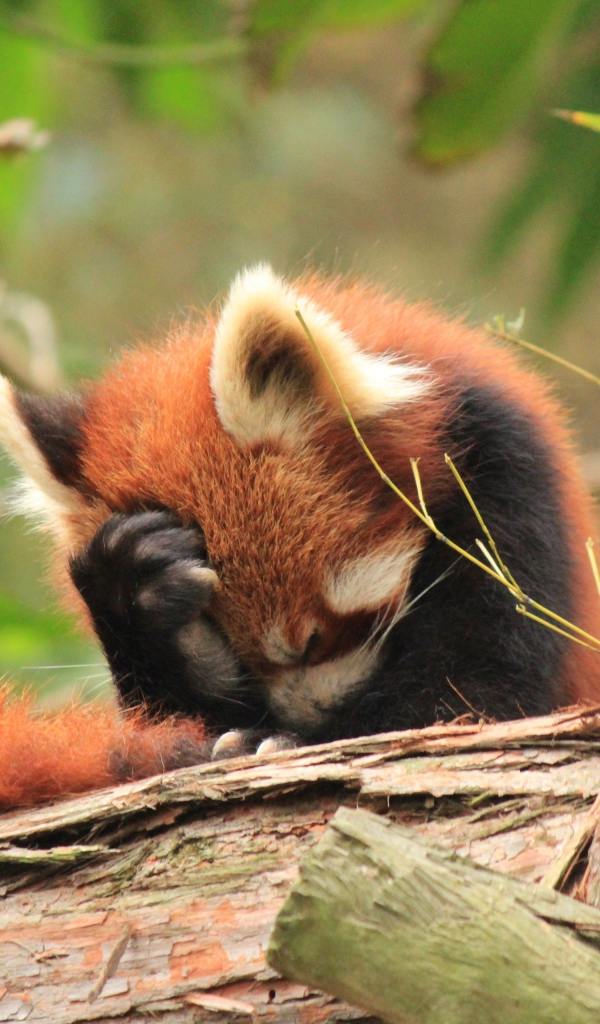 Красная панда положила лапку себе на голову