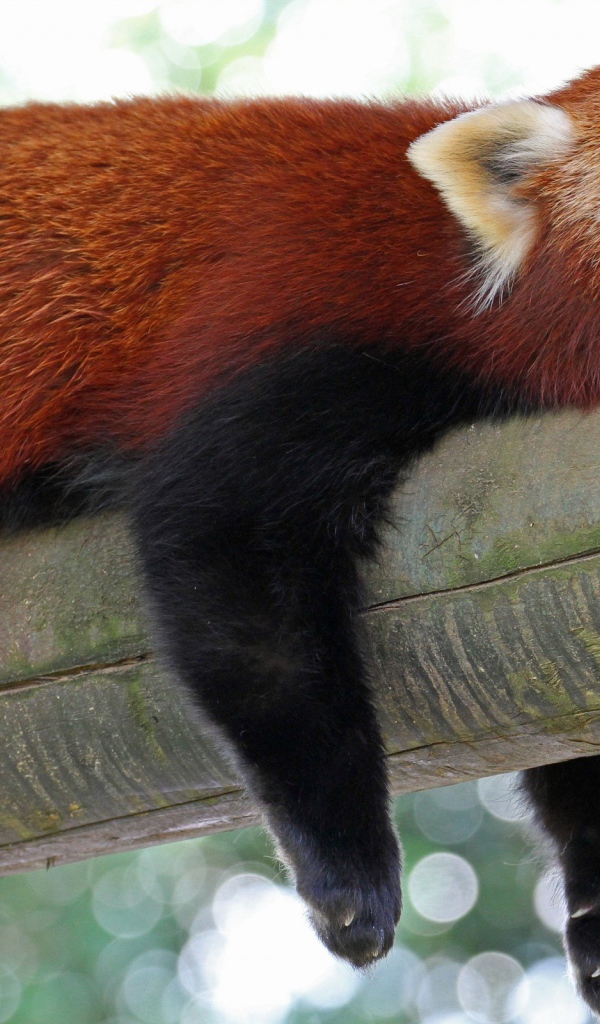 Красная панда спит на дереве высунув язык