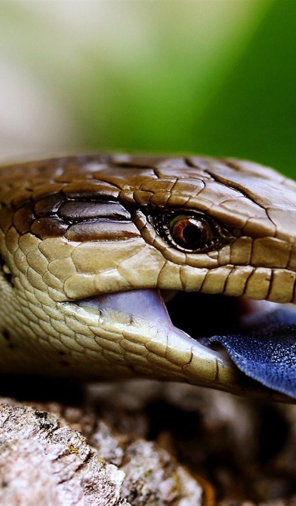 Рептилия с синим языком