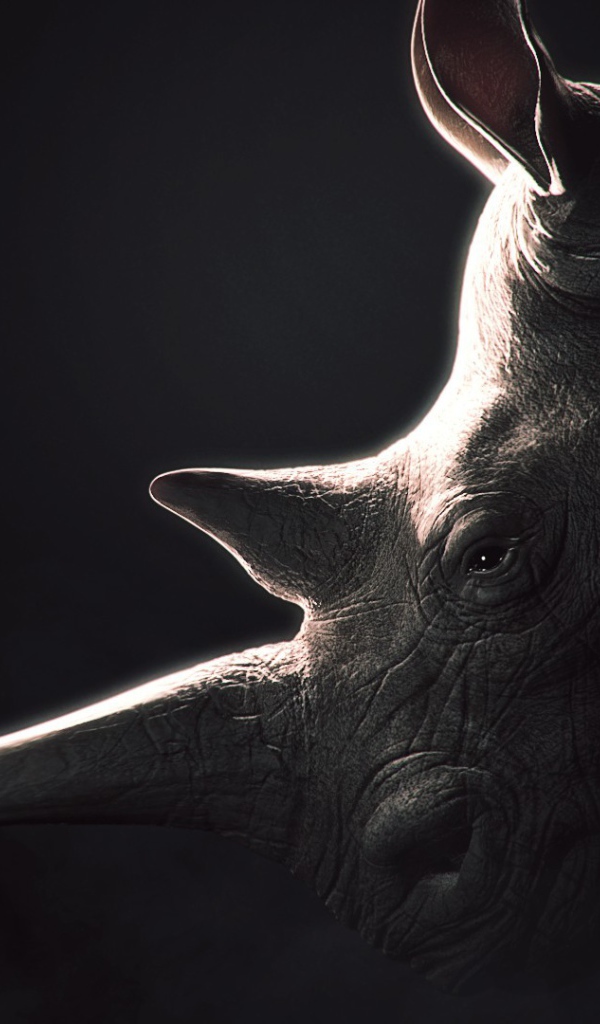 Носорог, черный фон