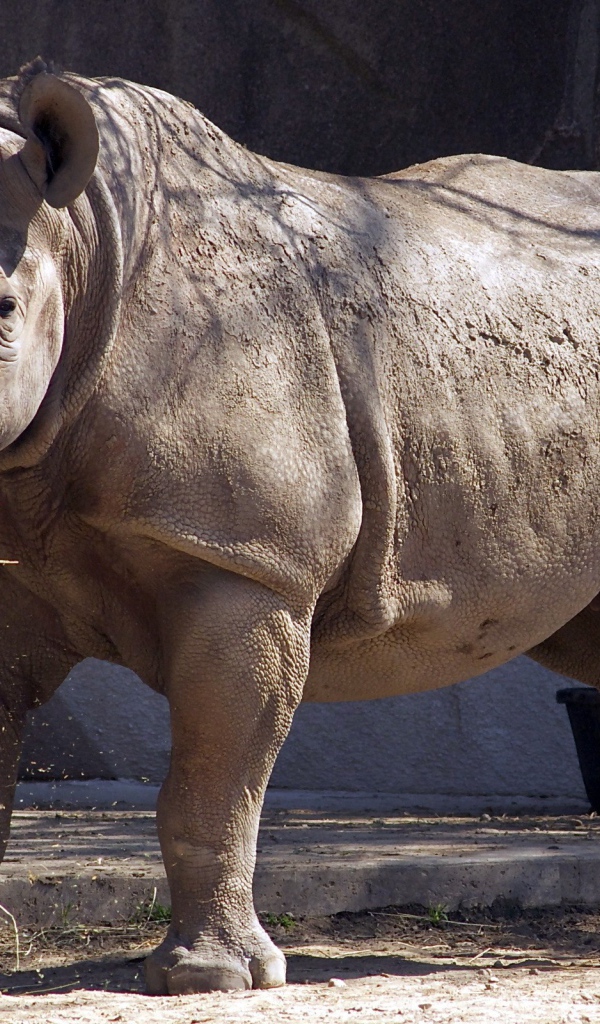 Носорог ест сено