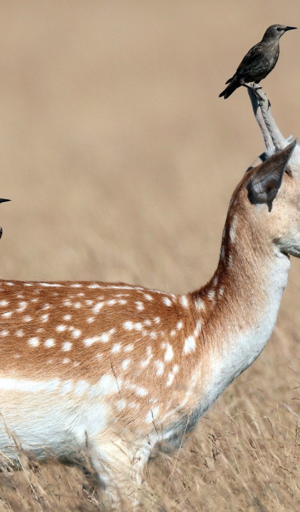 Грачи сидят на олене