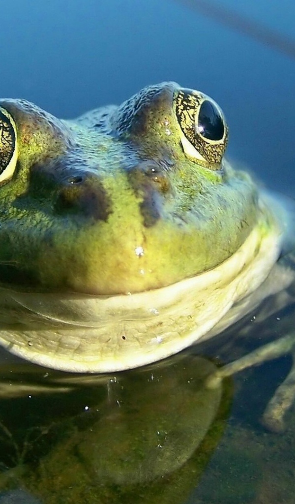 Довольная лягушка амфибия