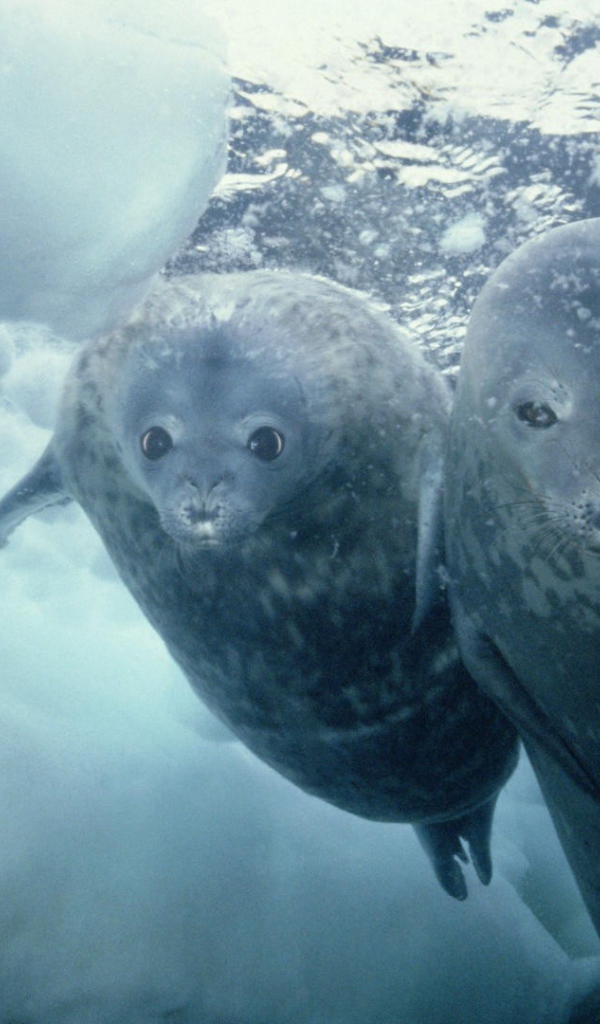 Морские котики нырнули в прорубь