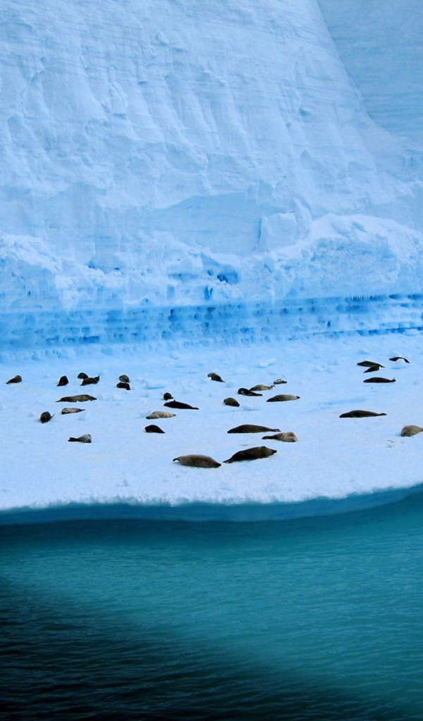 Тюлени лежат на голубой льдине у воды