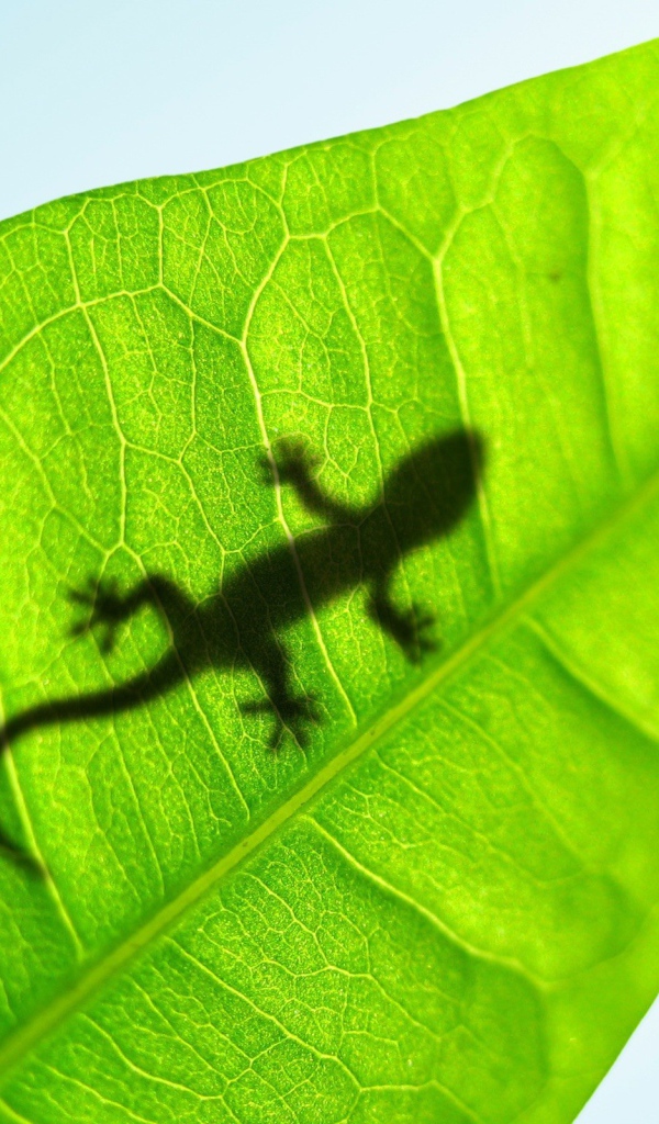 Тень маленькой ящерицы