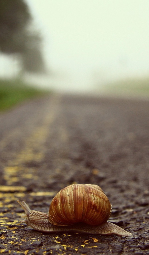 Улитка переползает через дорогу