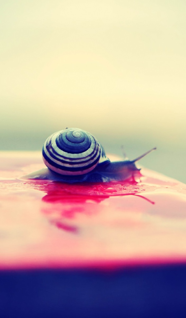 Улитка на мокрой розовой поверхности