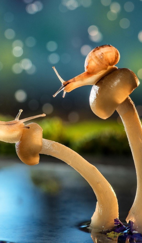 Улитки на шляпках грибов