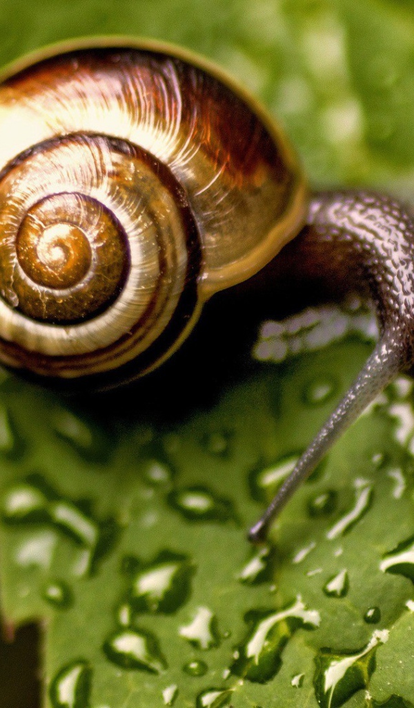 Улитка сидит на мокром листике