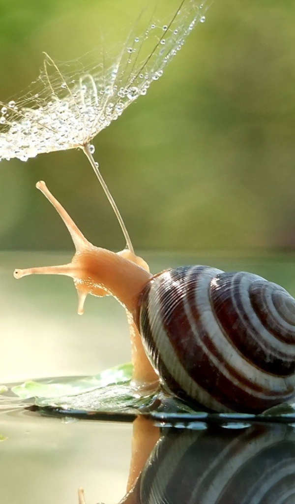Улитка с зонтиком