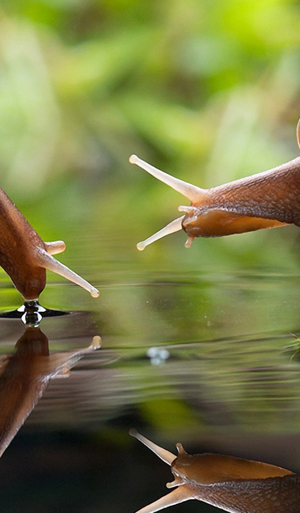 Улитки на водопое