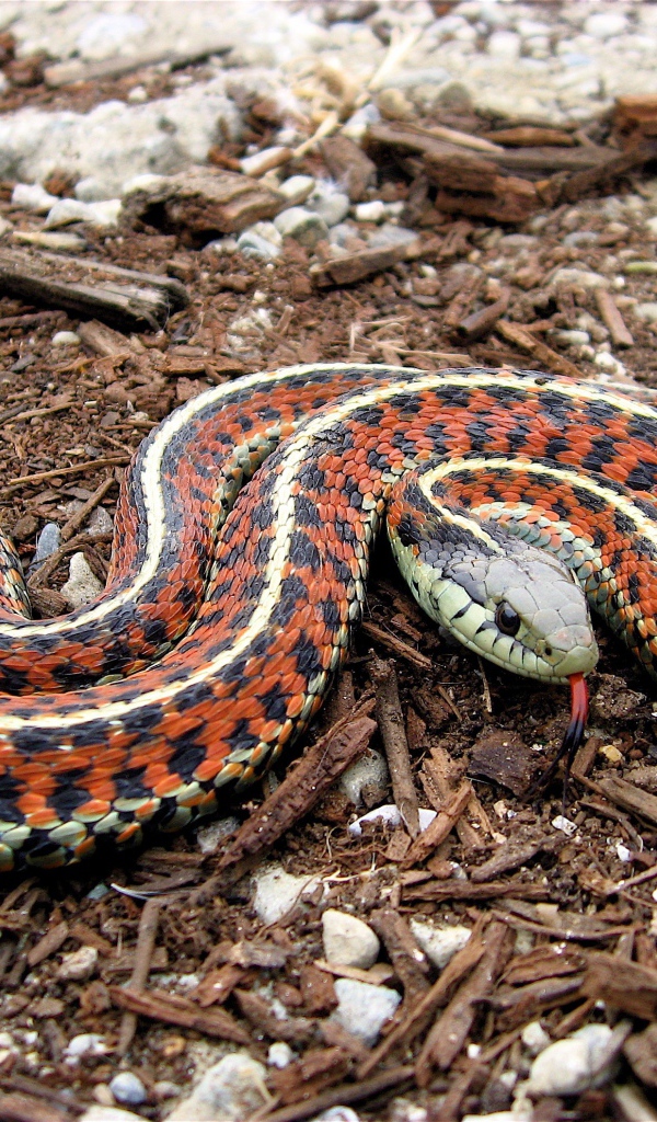 Змея на древесных опилках