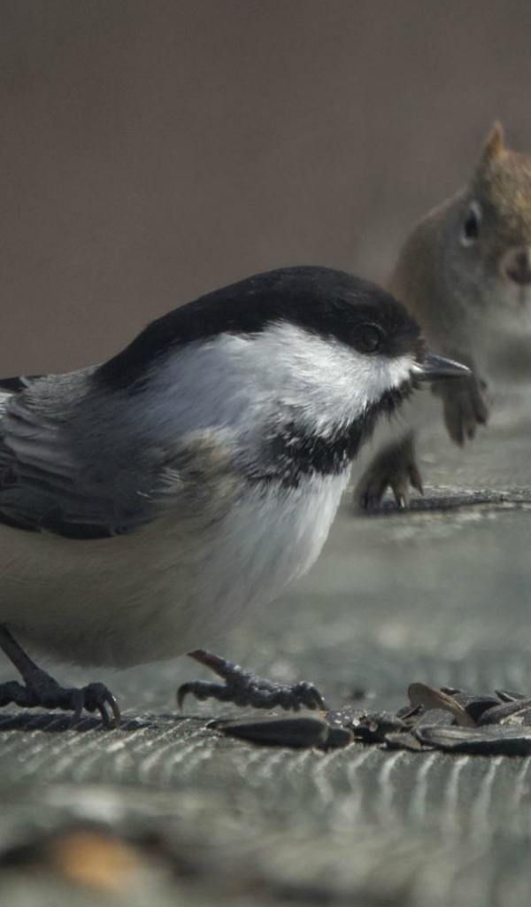 Белка и птица