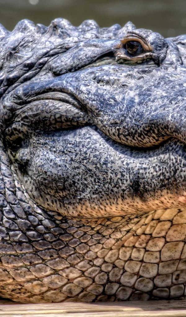 Грузный старый крокодил