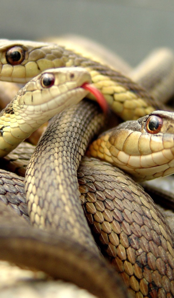 Клубок коричневых змей