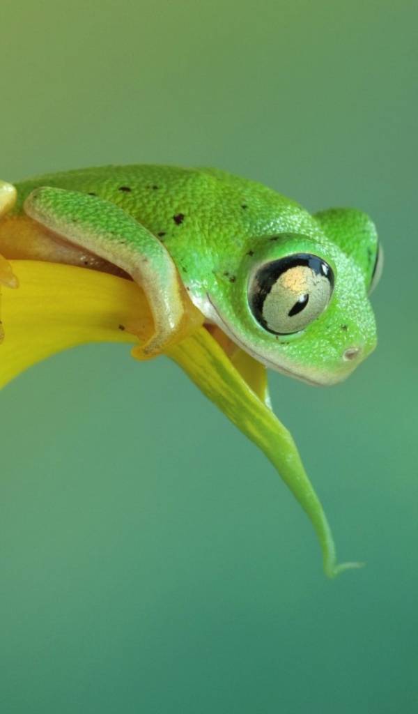 Лягушка смотрит на бабочку