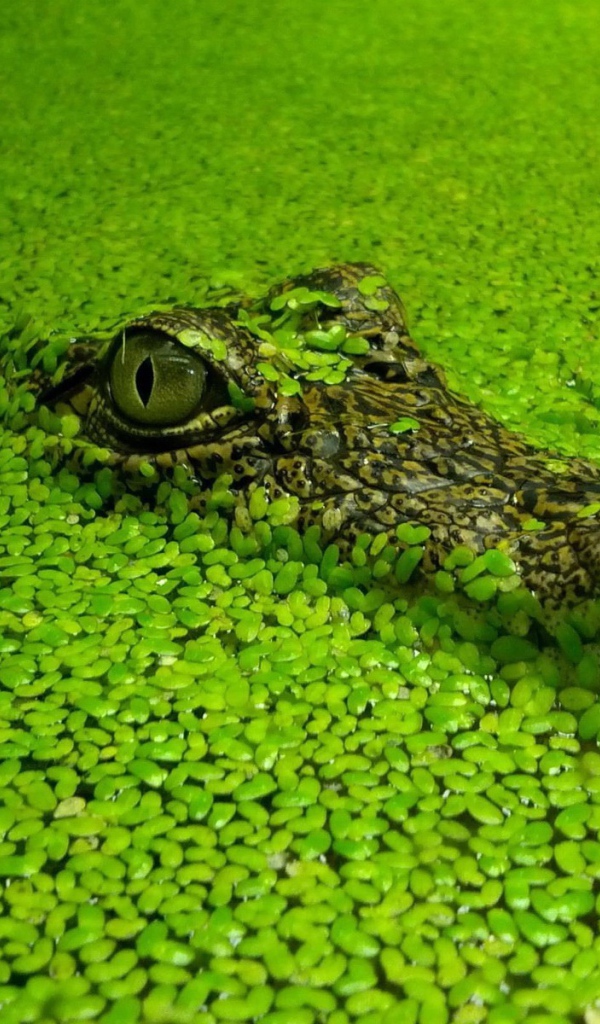 Голова маскирующегося крокодила