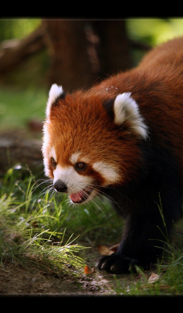 Красная панда ищет чем поживиться