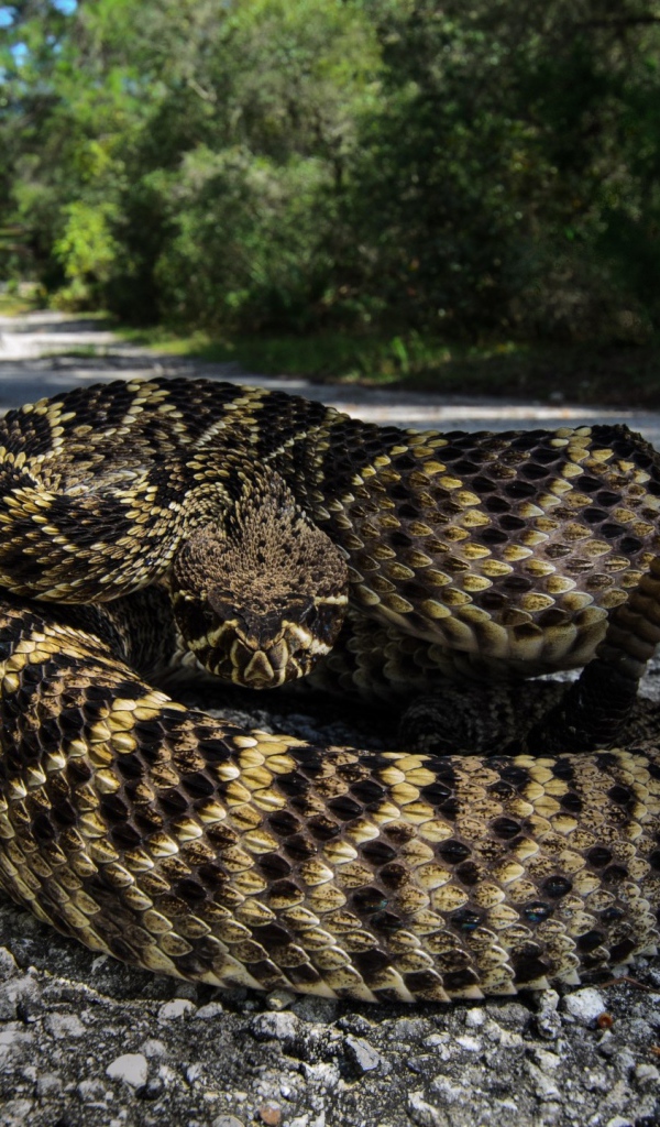 Змея свернулась калачиком на тропинке