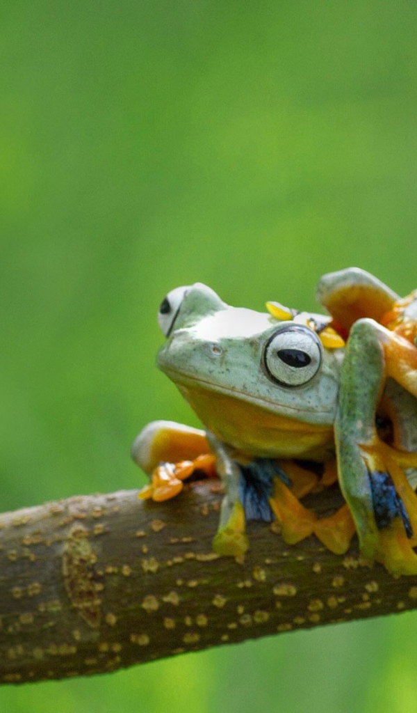 Три веселых лягушки