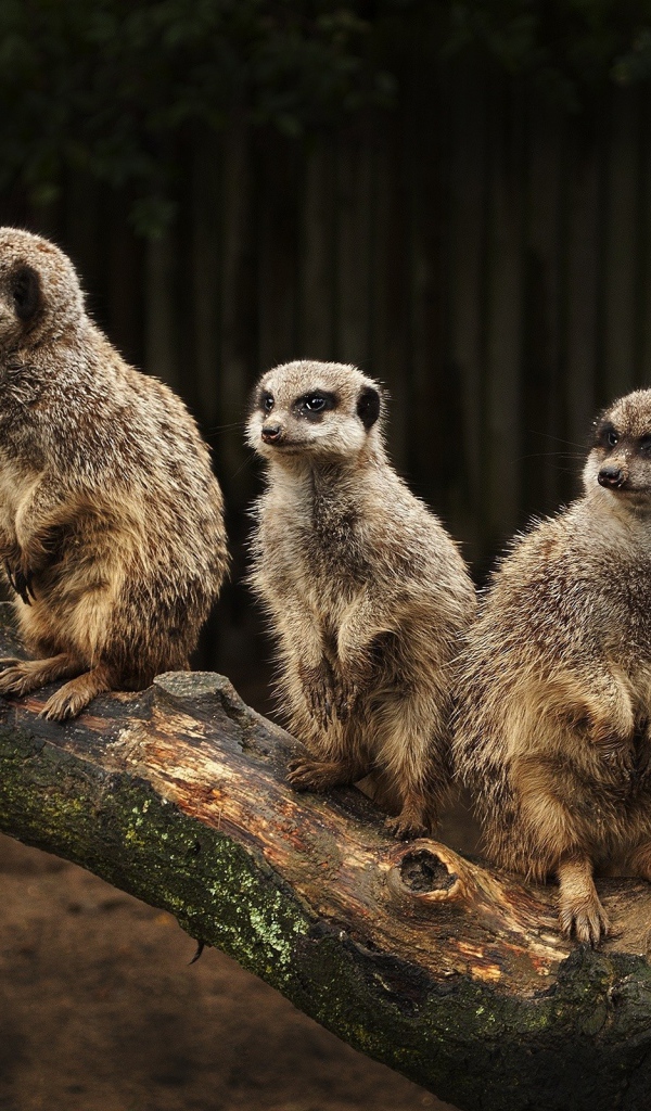 Три сурка на стволе дерева