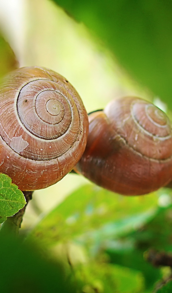 Три улитки на листьях