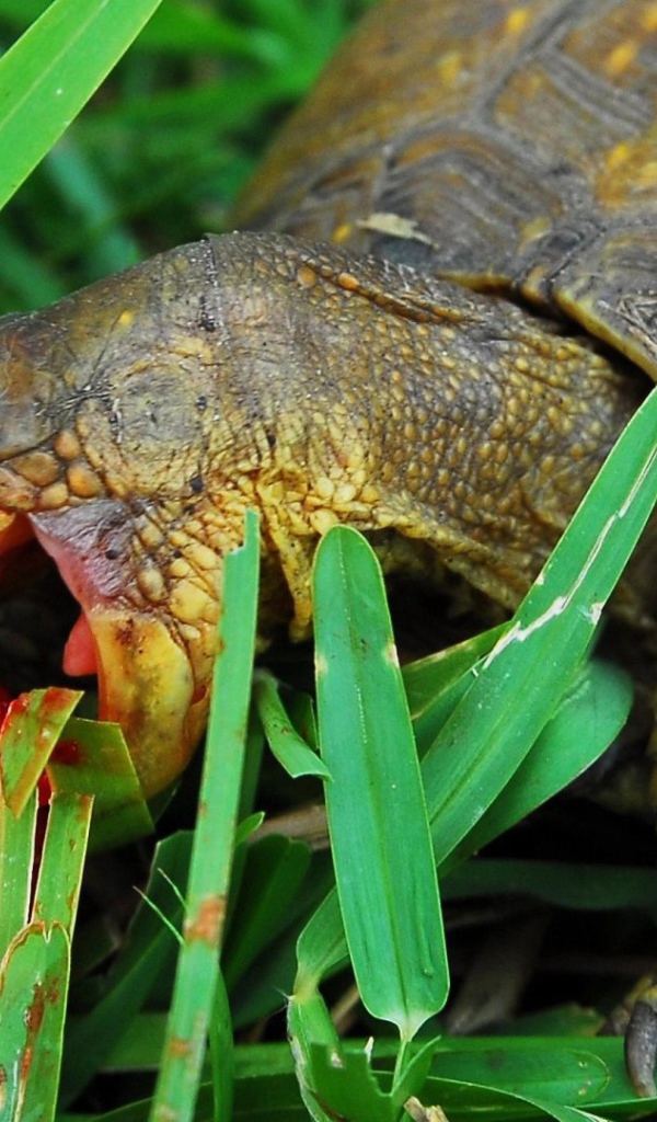 Черепаха ест клубнику