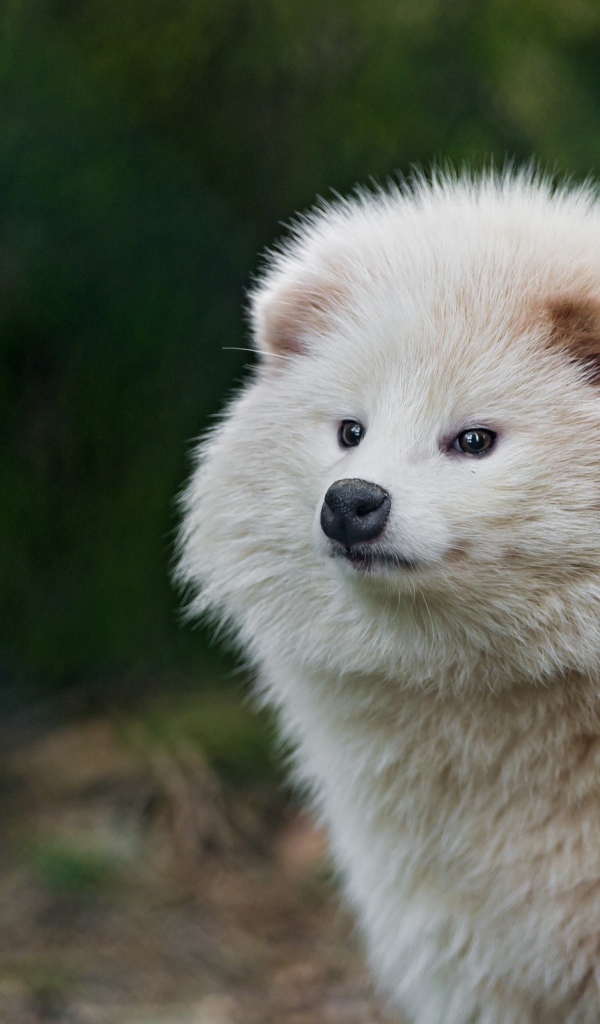 Взлохмаченное белое животное