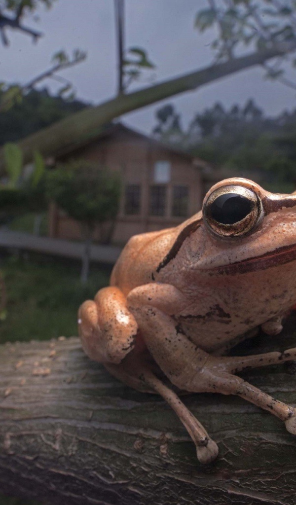 Древесная лягушка сидит на дереве