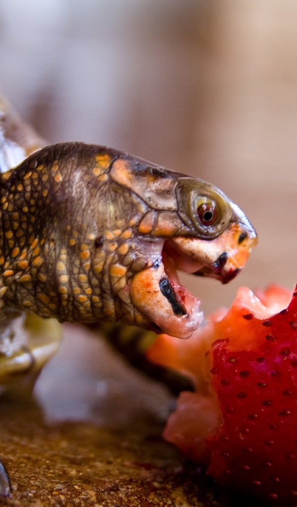 Черепаха с удовольствием ест клубнику