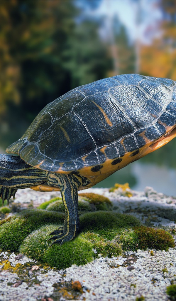 Черепаха стоит на передних лапах