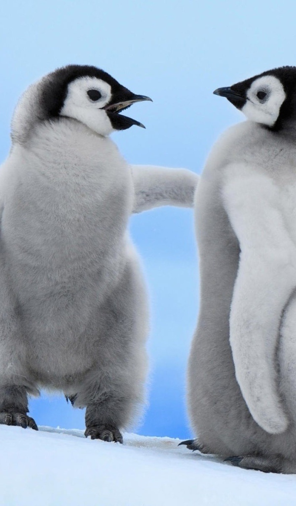 Два детеныша пингвинов