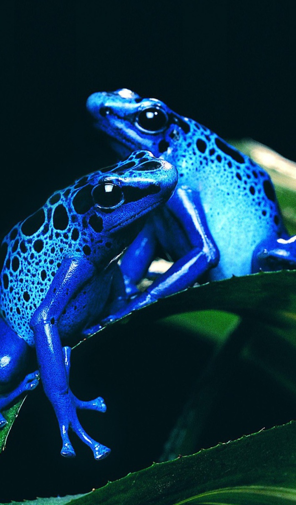 Две синих лягушки на зеленом листе