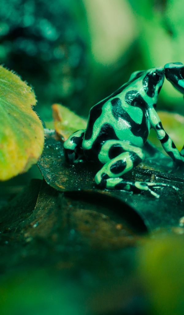 Две зеленых лягушки с черными пятнами