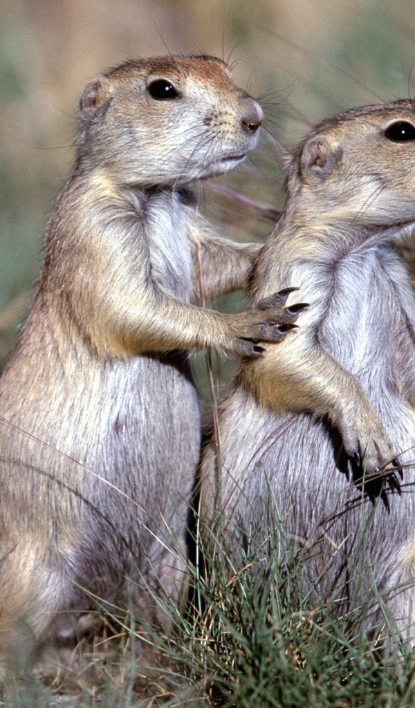 Два сурка в поле