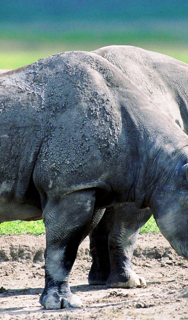 Два старых носорога