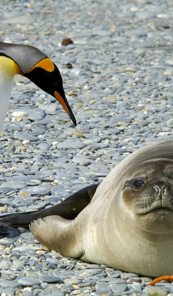 Два пингвина и тюлень