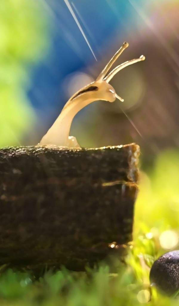 Две улитки попали под дождь