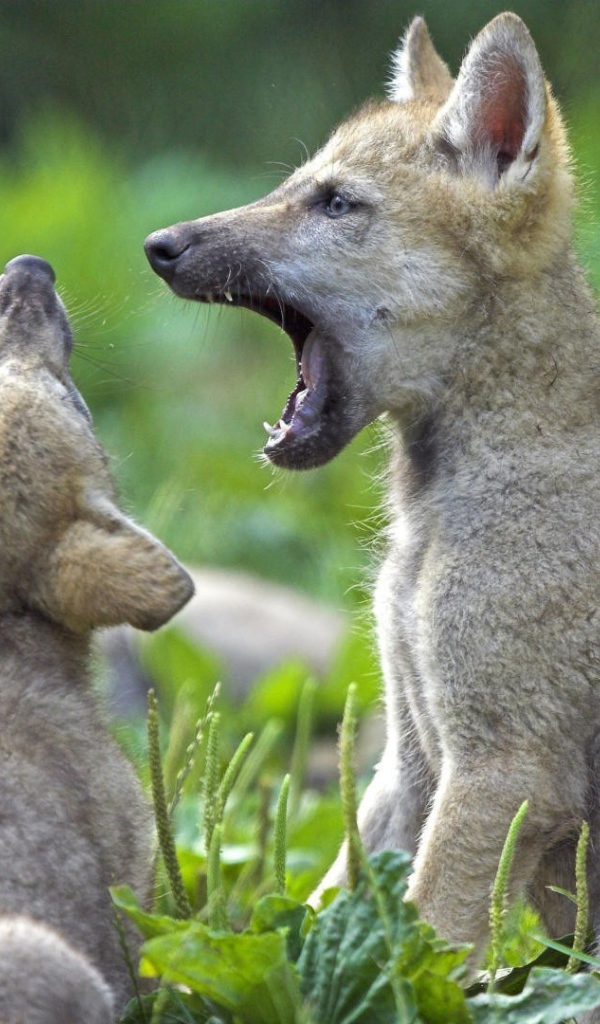 Два детеныша животных на траве