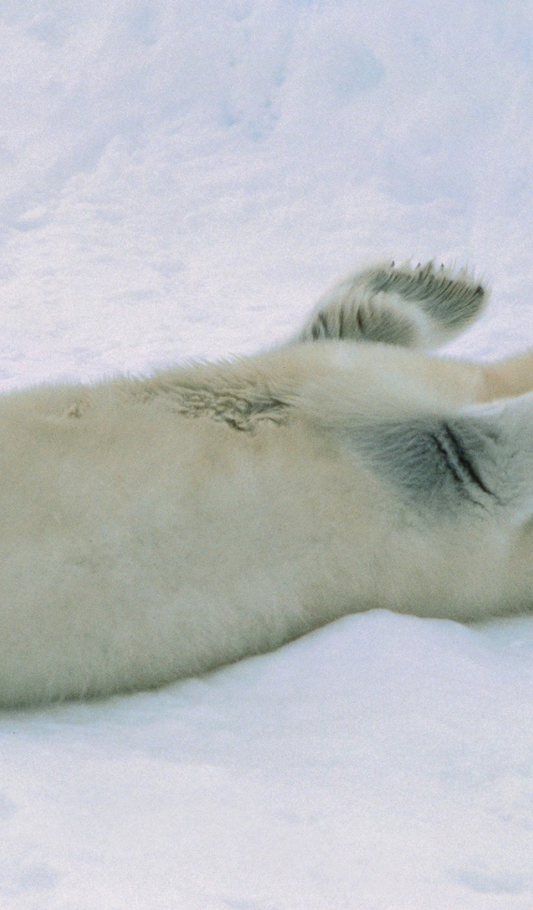 Белый морской котик лежит на спине