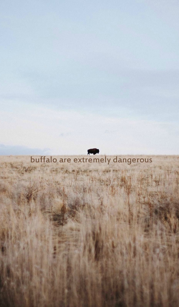 Дикий буйвол очень опасен