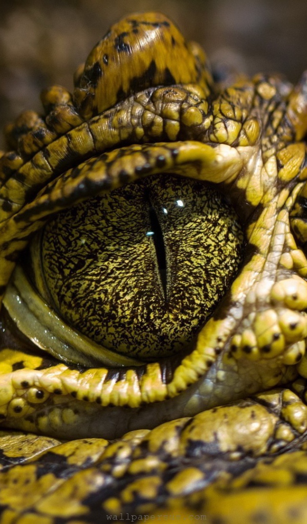 Зелено желтый крокодил