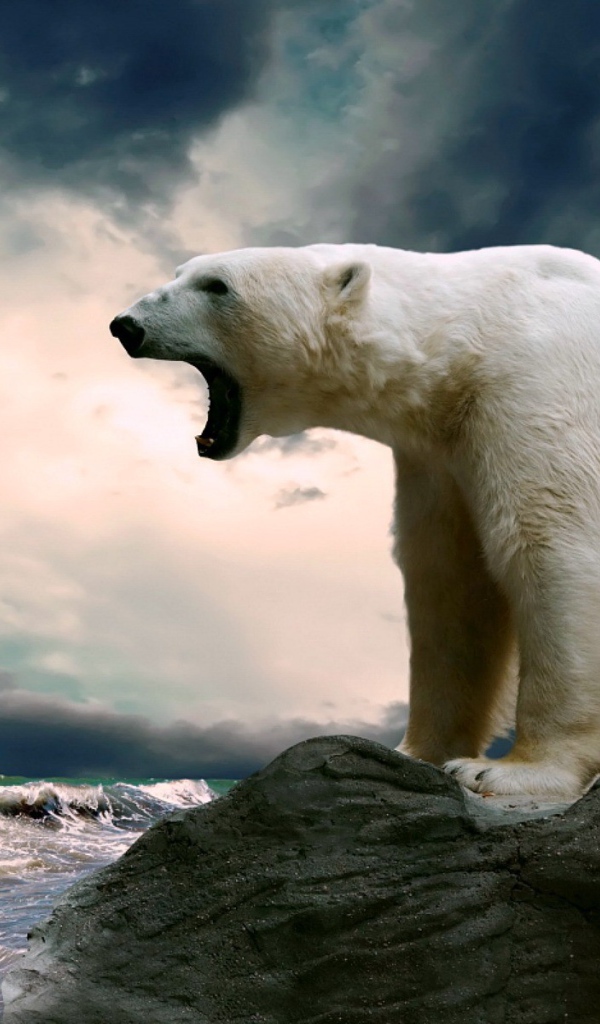 Полярный медведь сидит на камне и смотрит на море