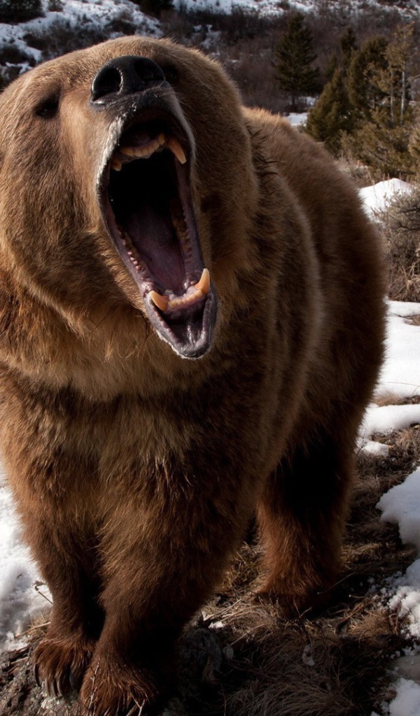 Злой медведь шатун